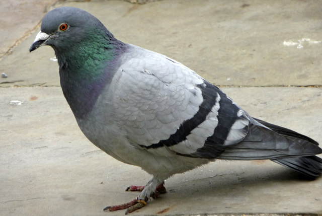 Pigeons